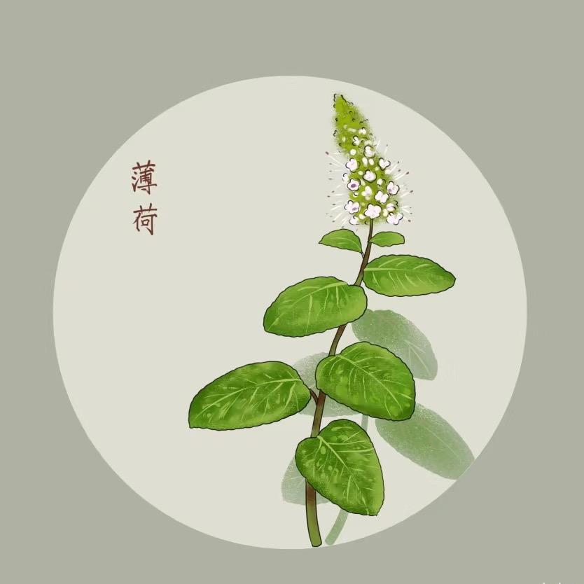 草木初心