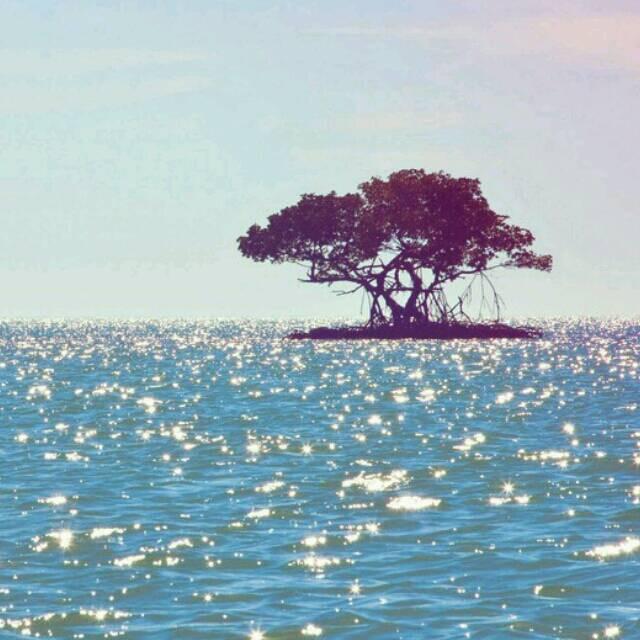一颗大树吖