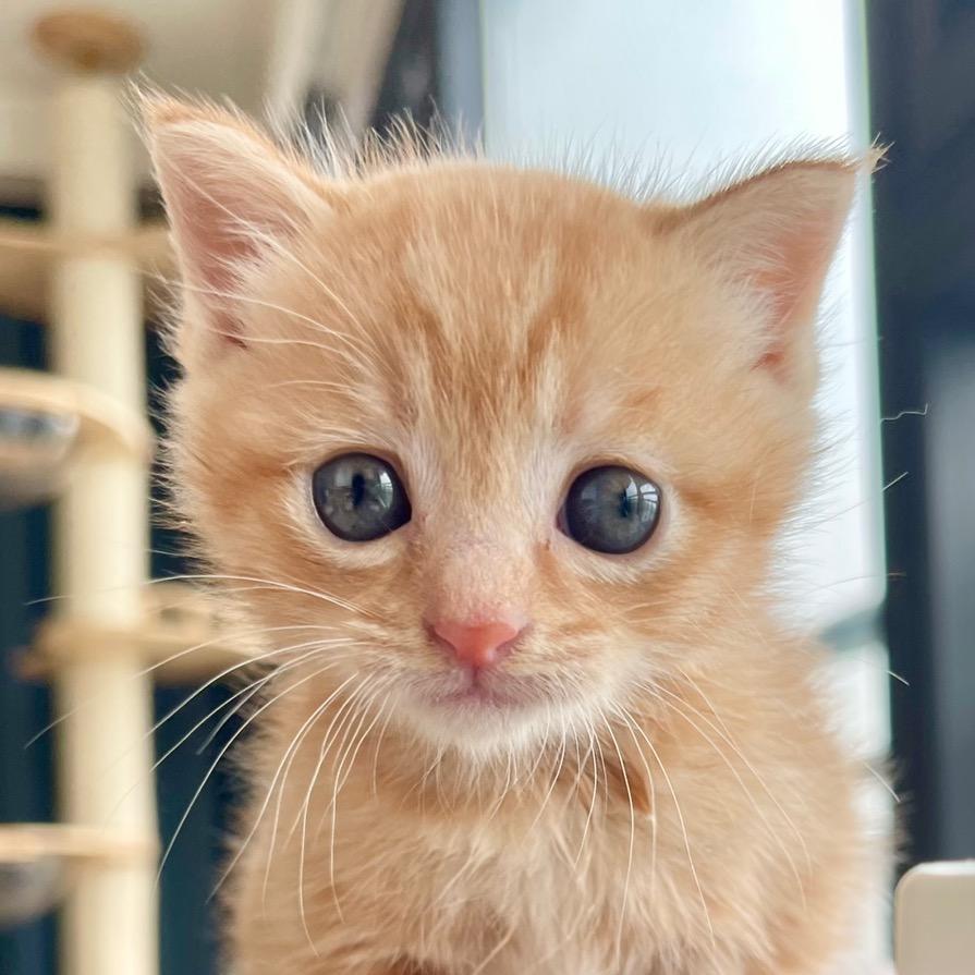 🍼奶瓶是只猫