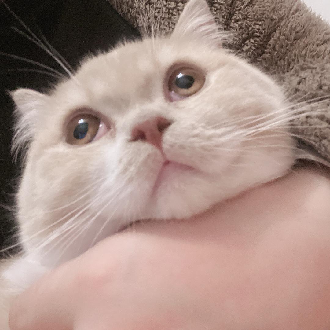 蛋黄豆包呀♥️