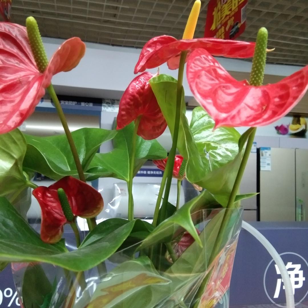 玲
