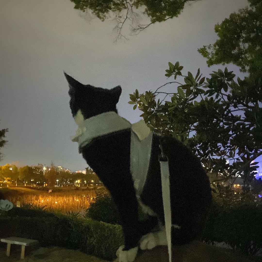 🐱猫聆🐱