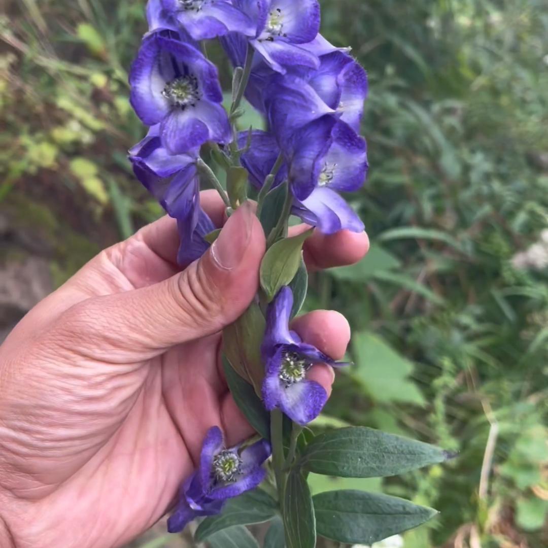 乌蒙本草