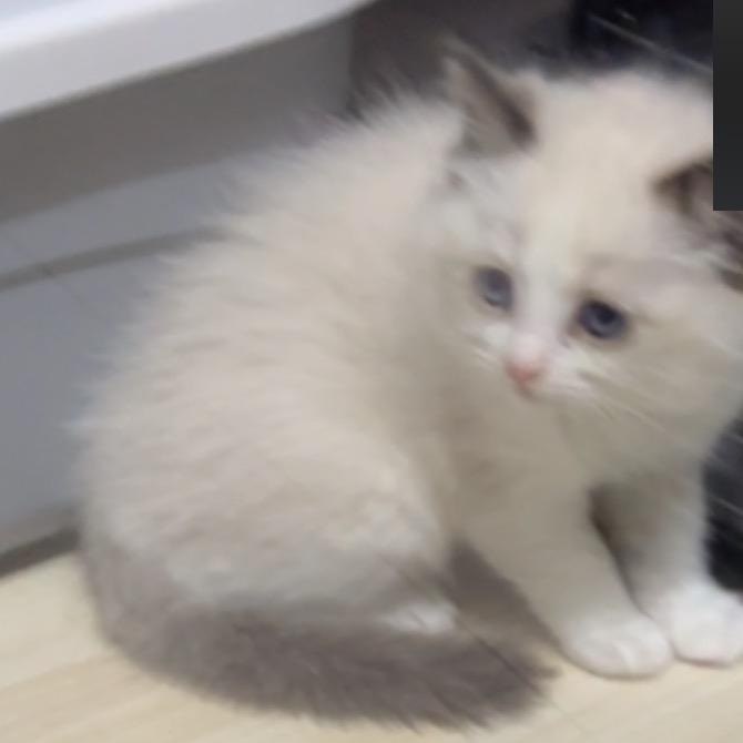 超级无敌宇宙尊贵的哆啦大皇帝