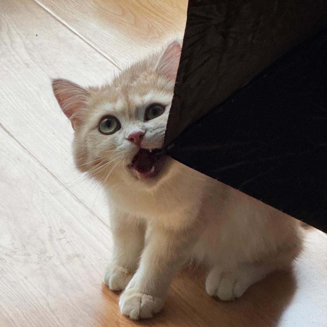 樱桃是只猫🐱