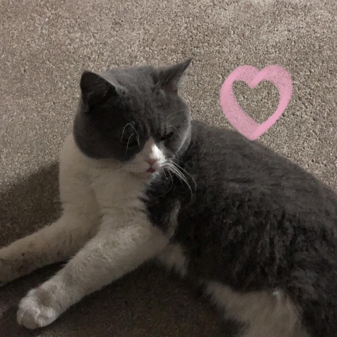 狗狗