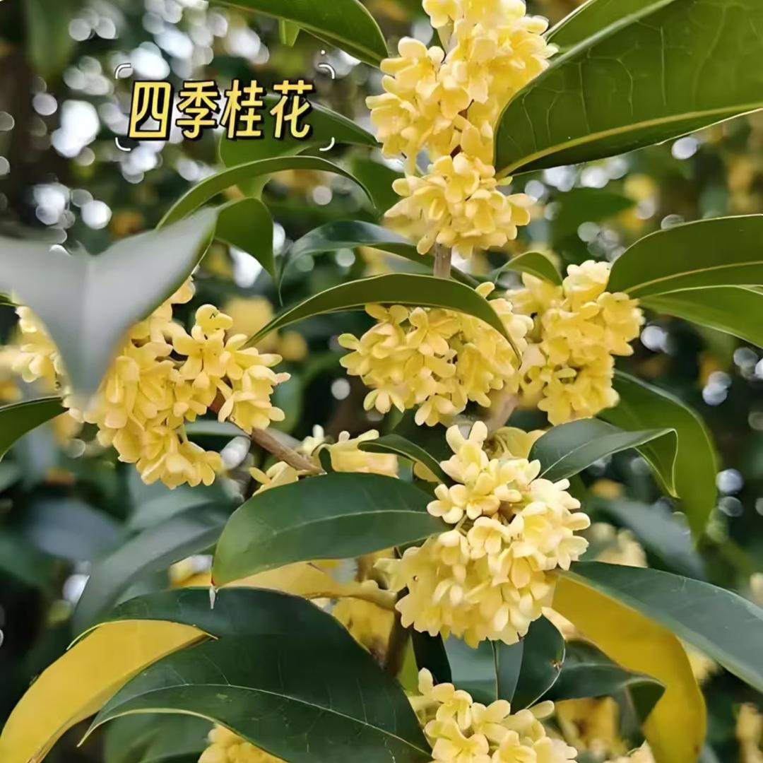 永福绿意