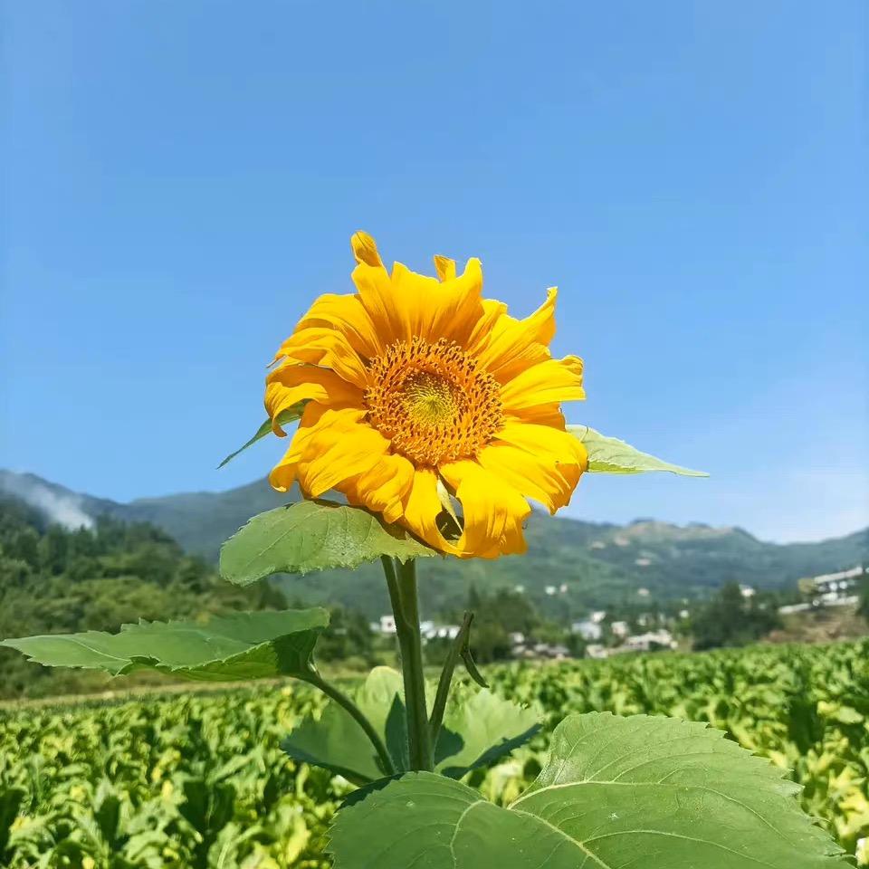 小姑娘少吃点多学点