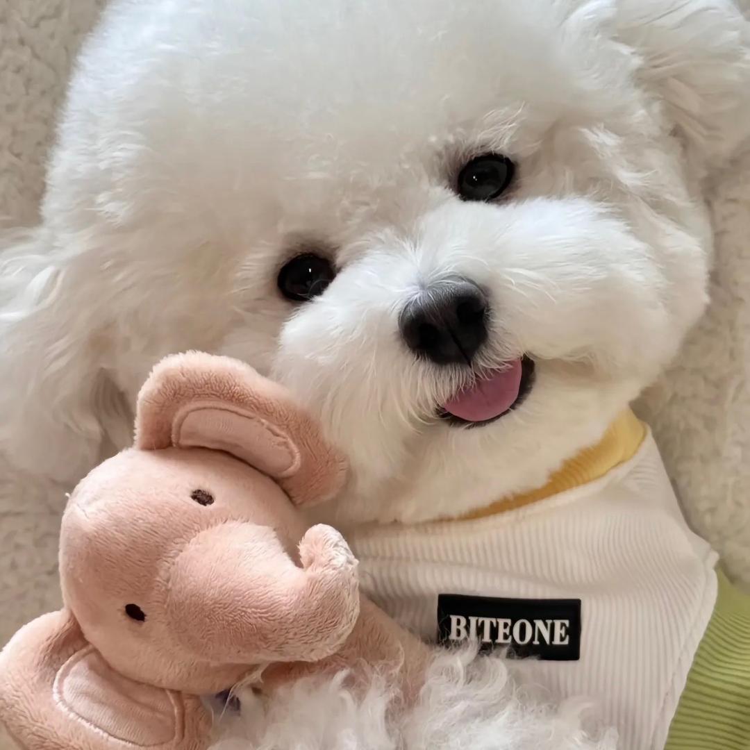 萌宠小贩🐶