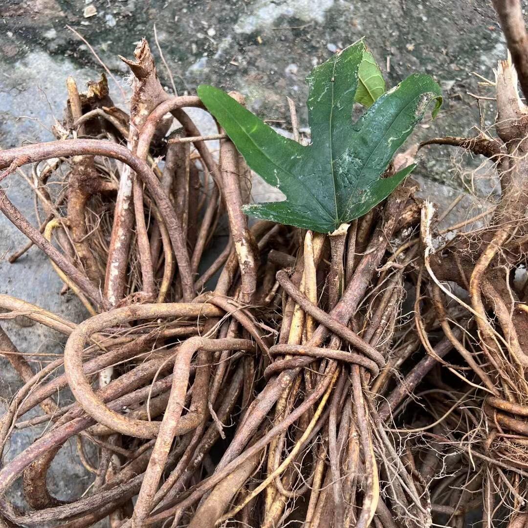 粤北五指毛桃