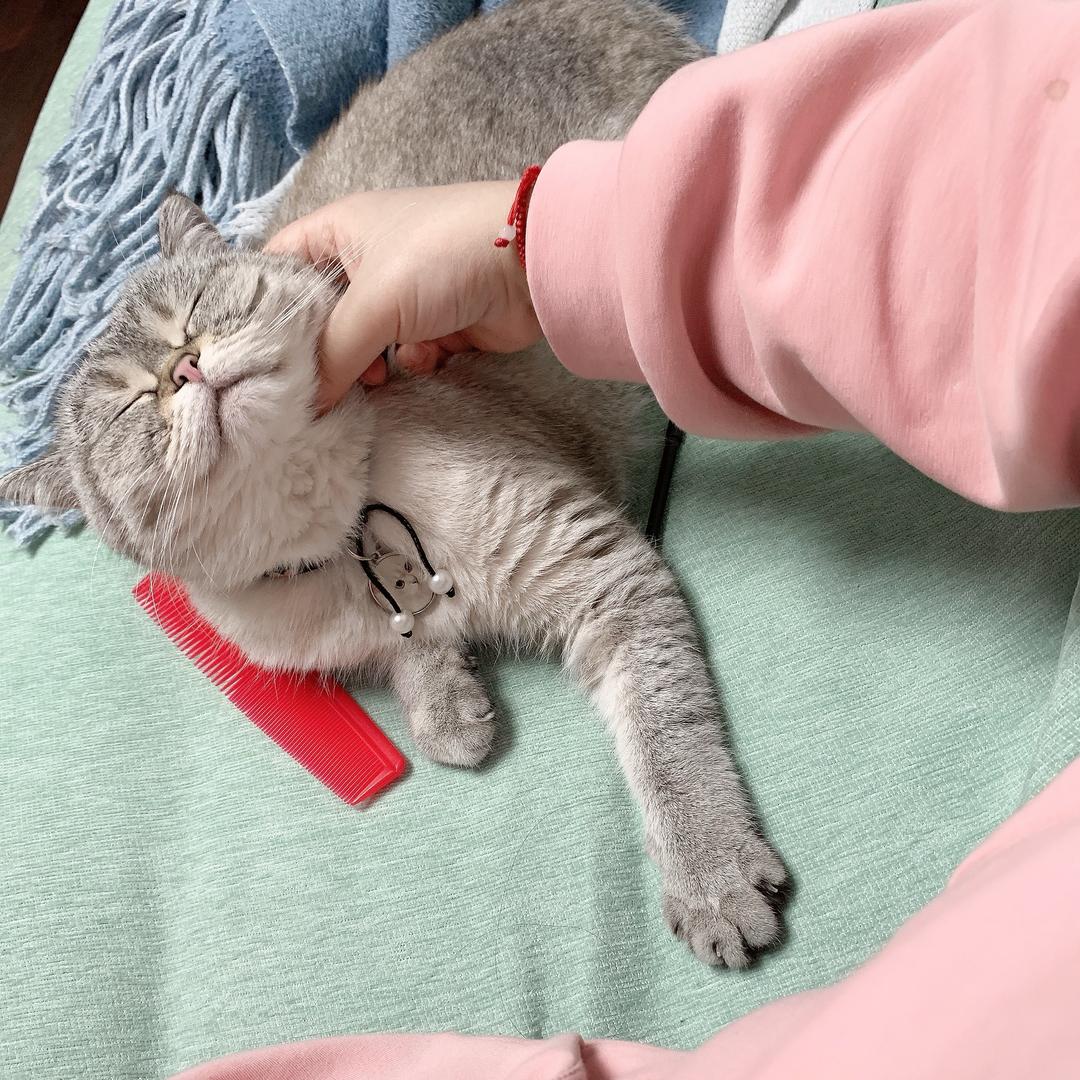 罗小喵🐱
