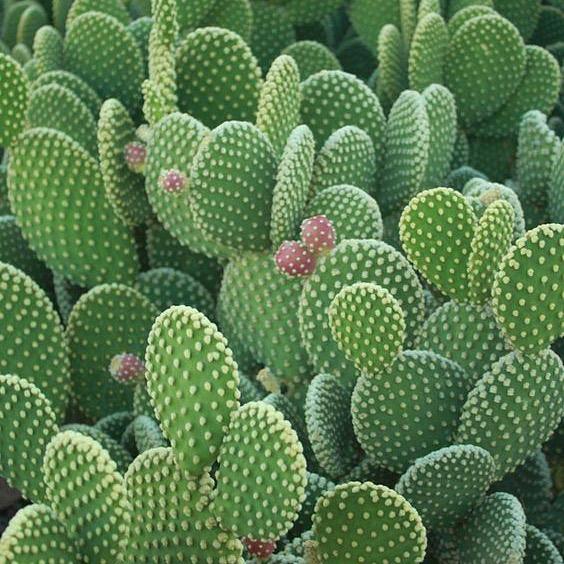 荒漠仙人掌