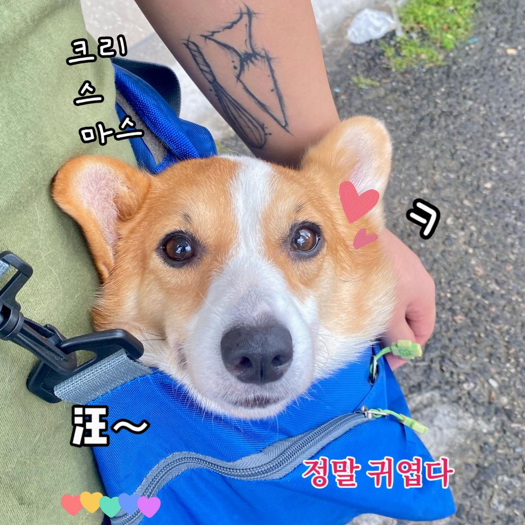 爱做甜品的陶狮斧