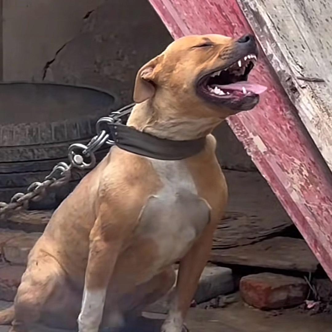 撕裂者⚡️比特犬