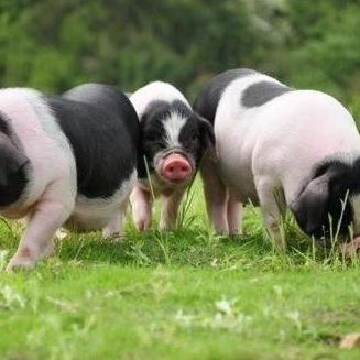 忆往乡农家土味