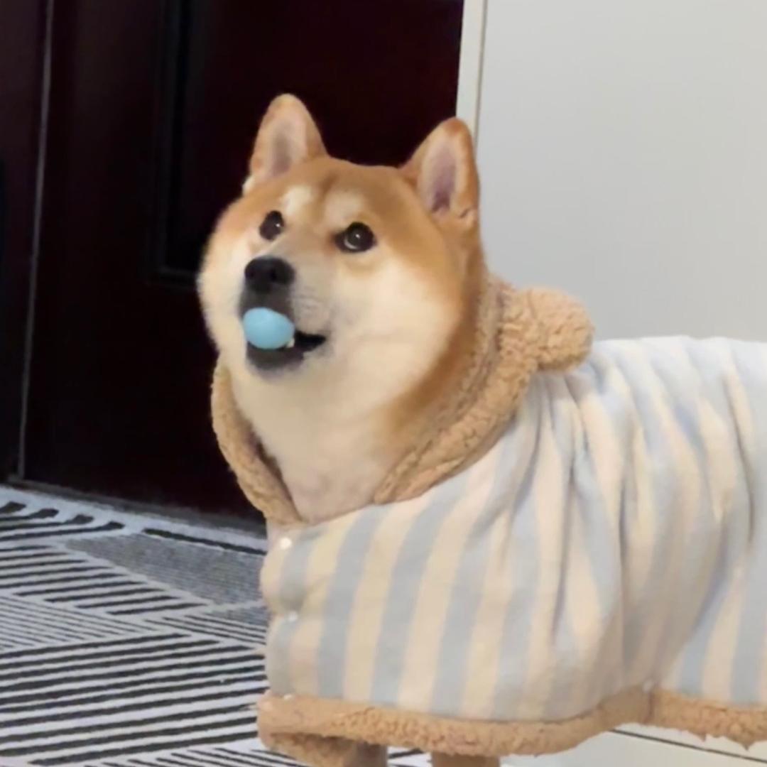 嘟嘟快跑