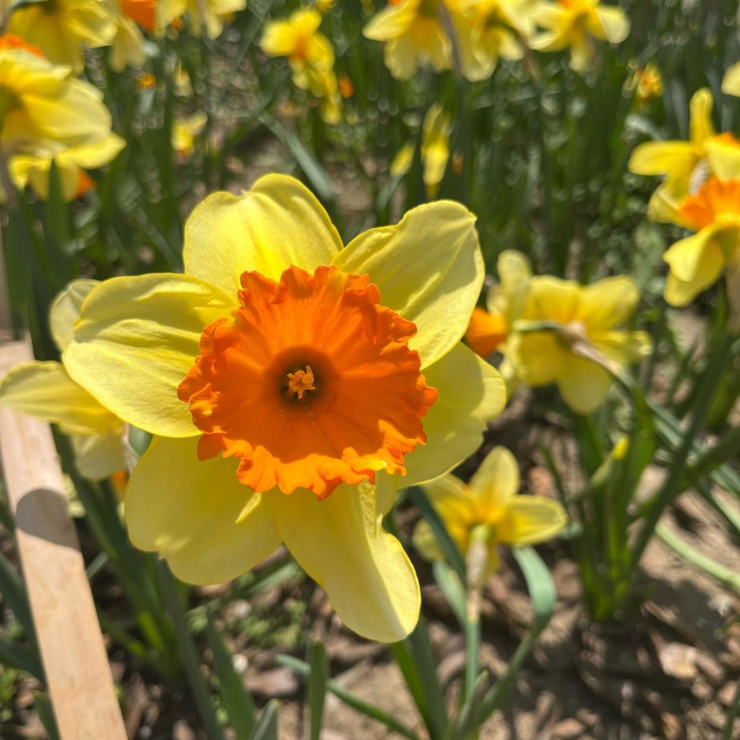 🌻