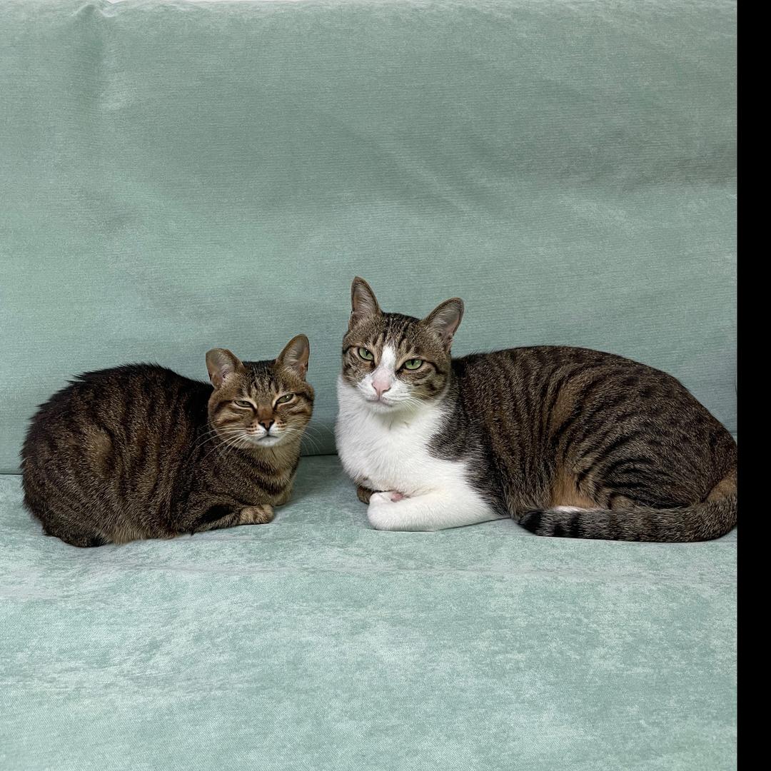 不开心和没头脑（花花-山蛙）