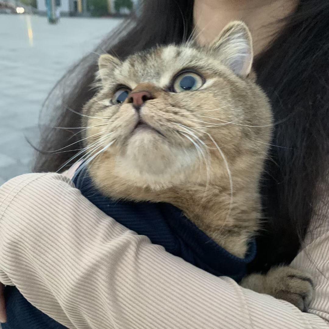 胖胖长大了