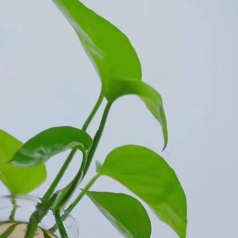 小小杭