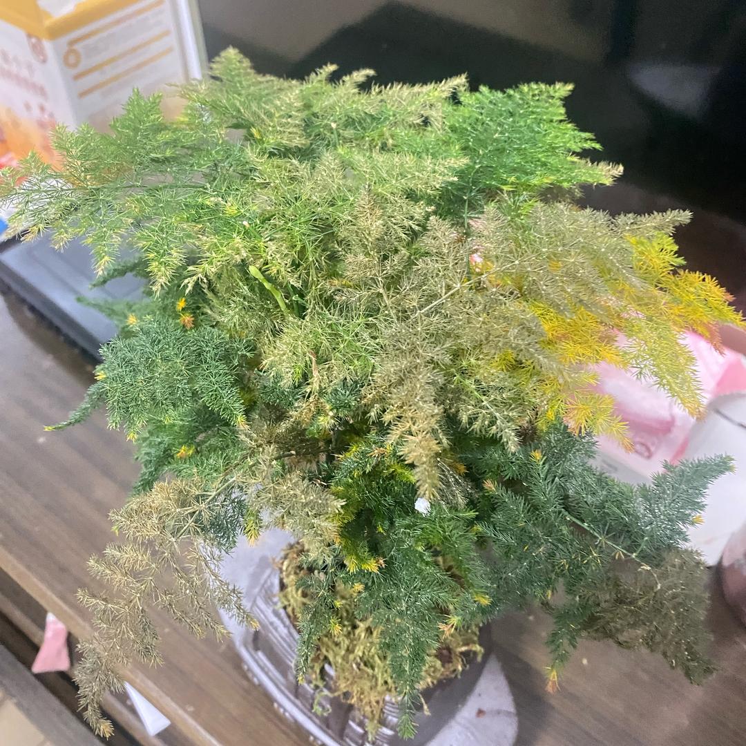 平头哥1