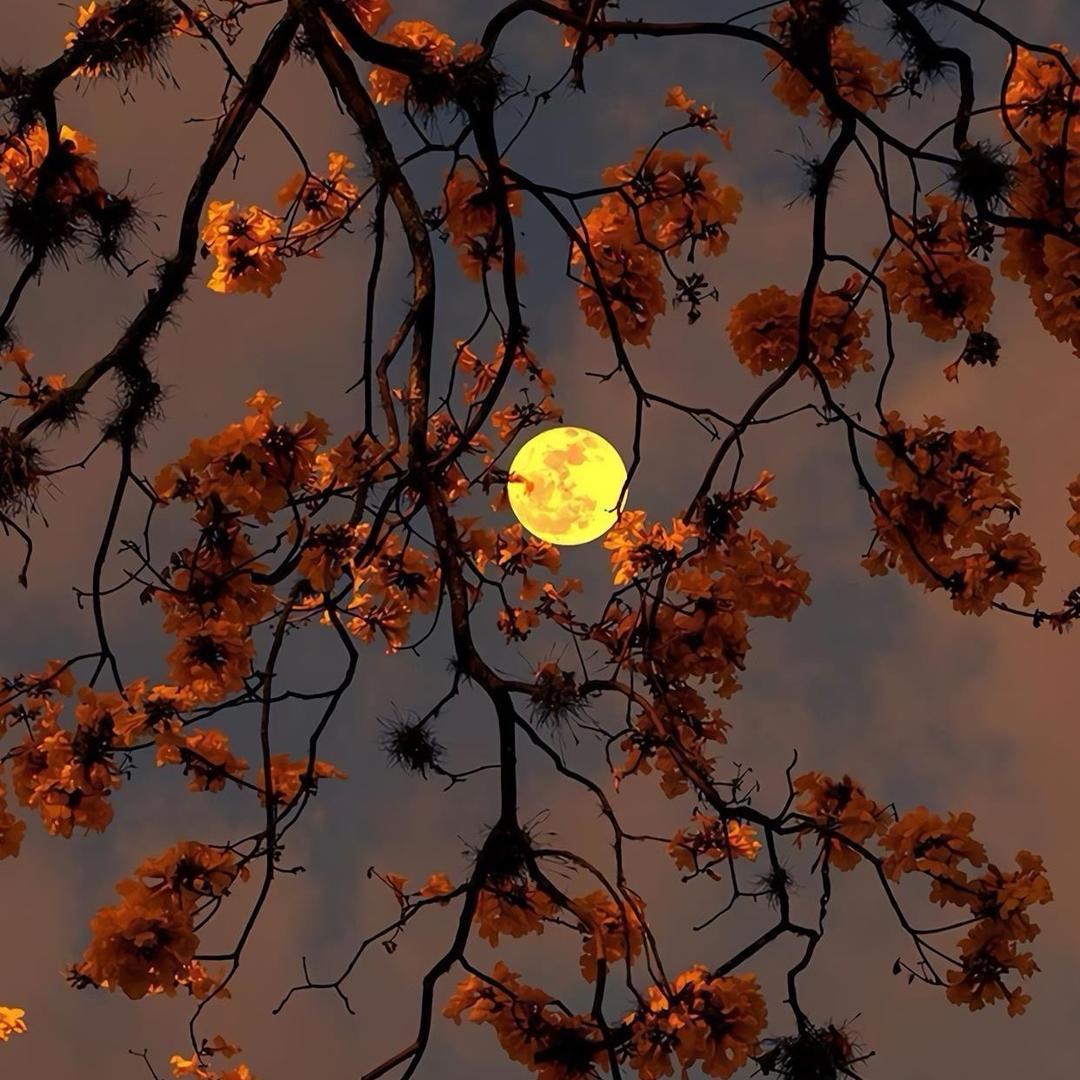 (新疆男子汉是好人)