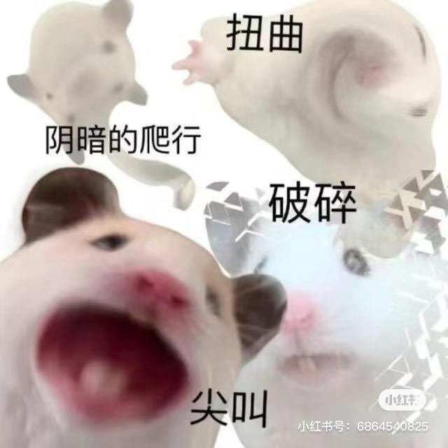 海盐豆猪