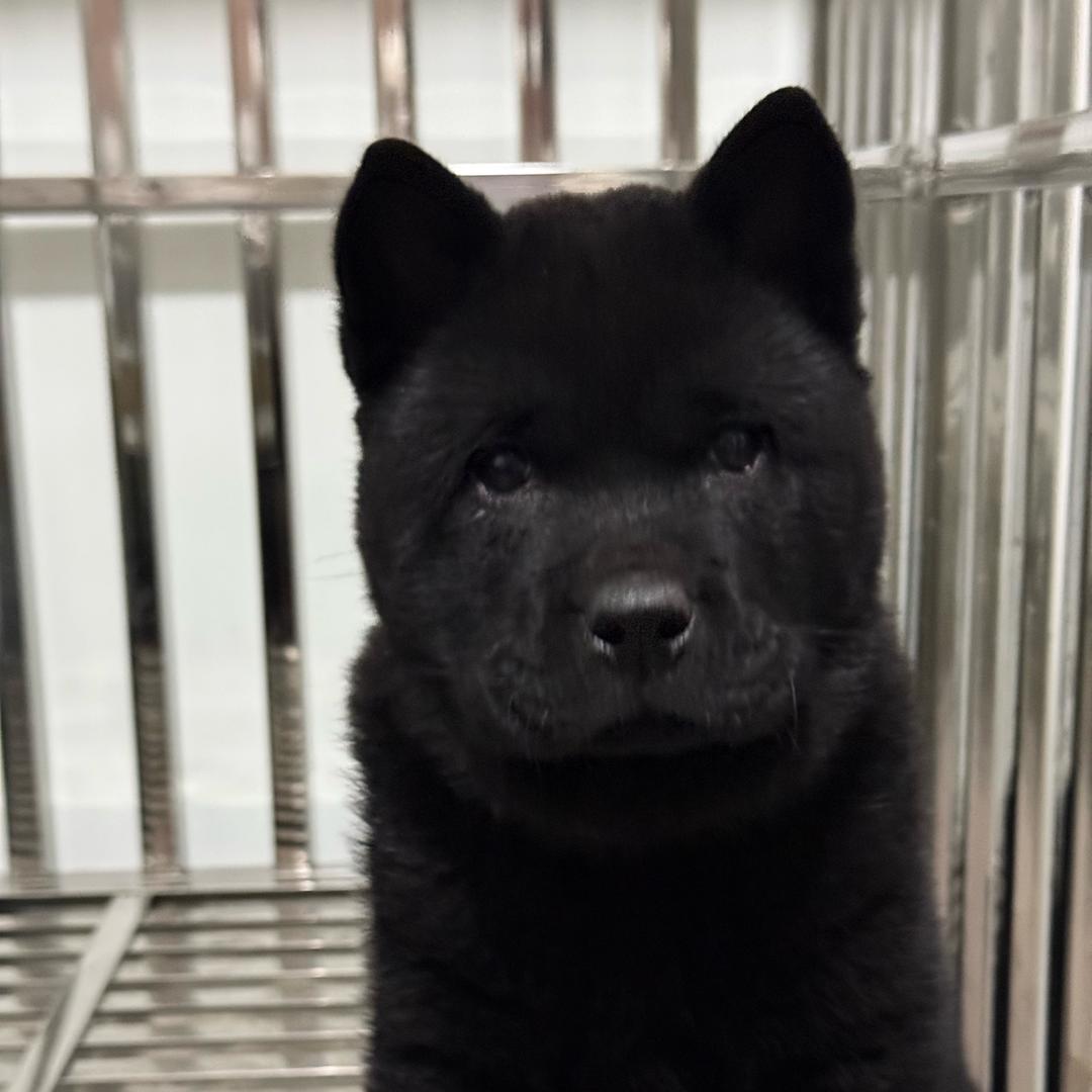河南永城五黑犬
