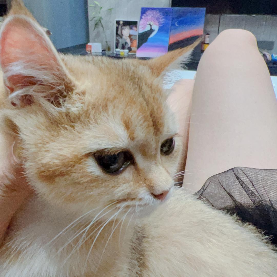 巧克力猫咪