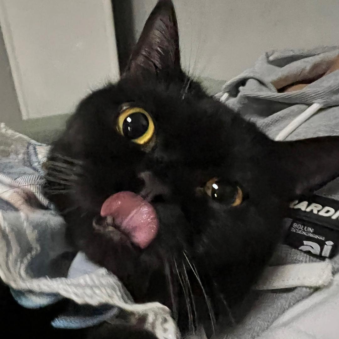 跳跳是只矮脚猫