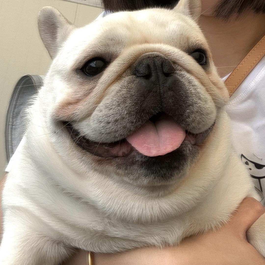金角大王是只猪