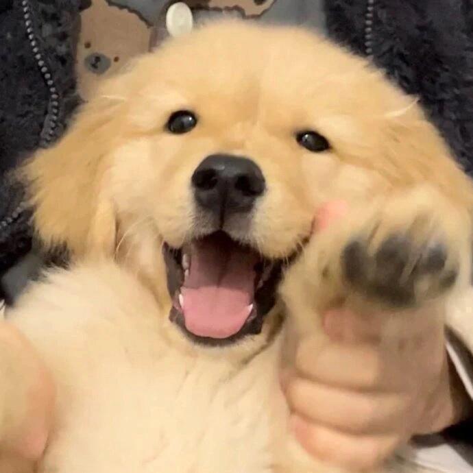 xynlzzz