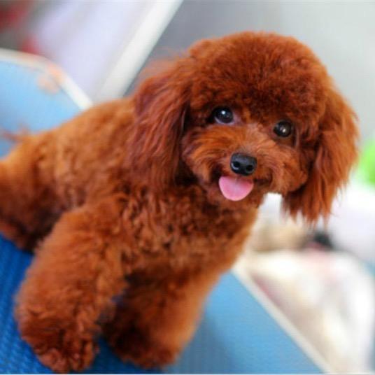 浙江台州边牧柯基雪纳瑞比熊 富哥哥