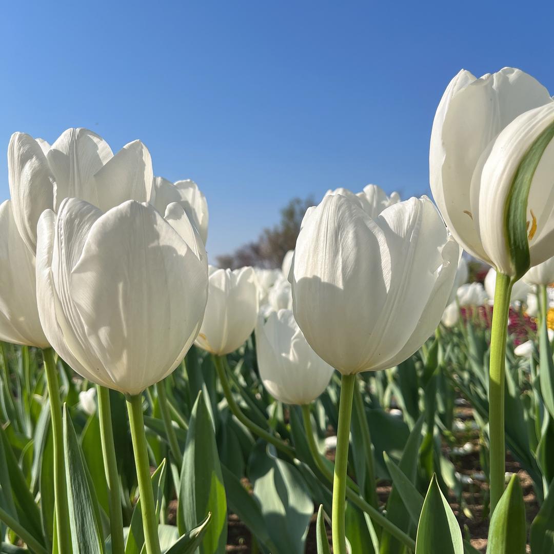 金湖•恋人鸟•鞋业（城中桥店）Syy