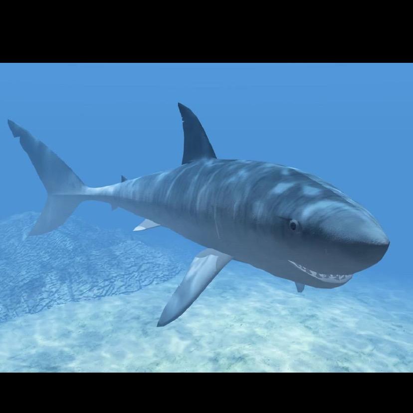 大鲨鱼
