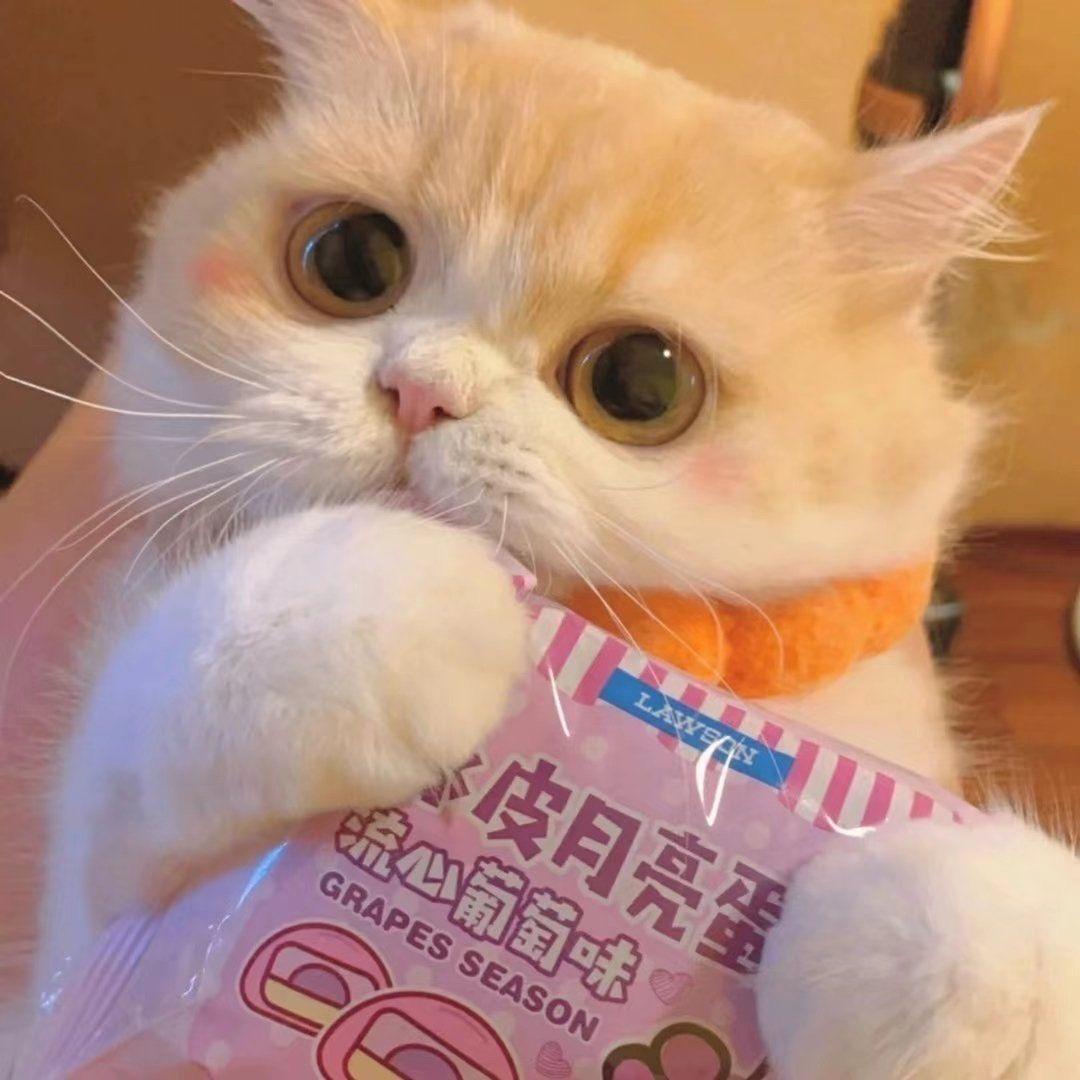 快乐小🐟