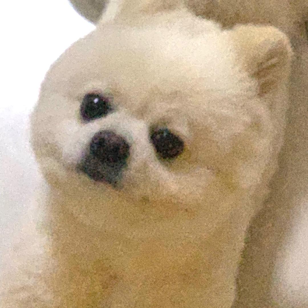 小羊腿子