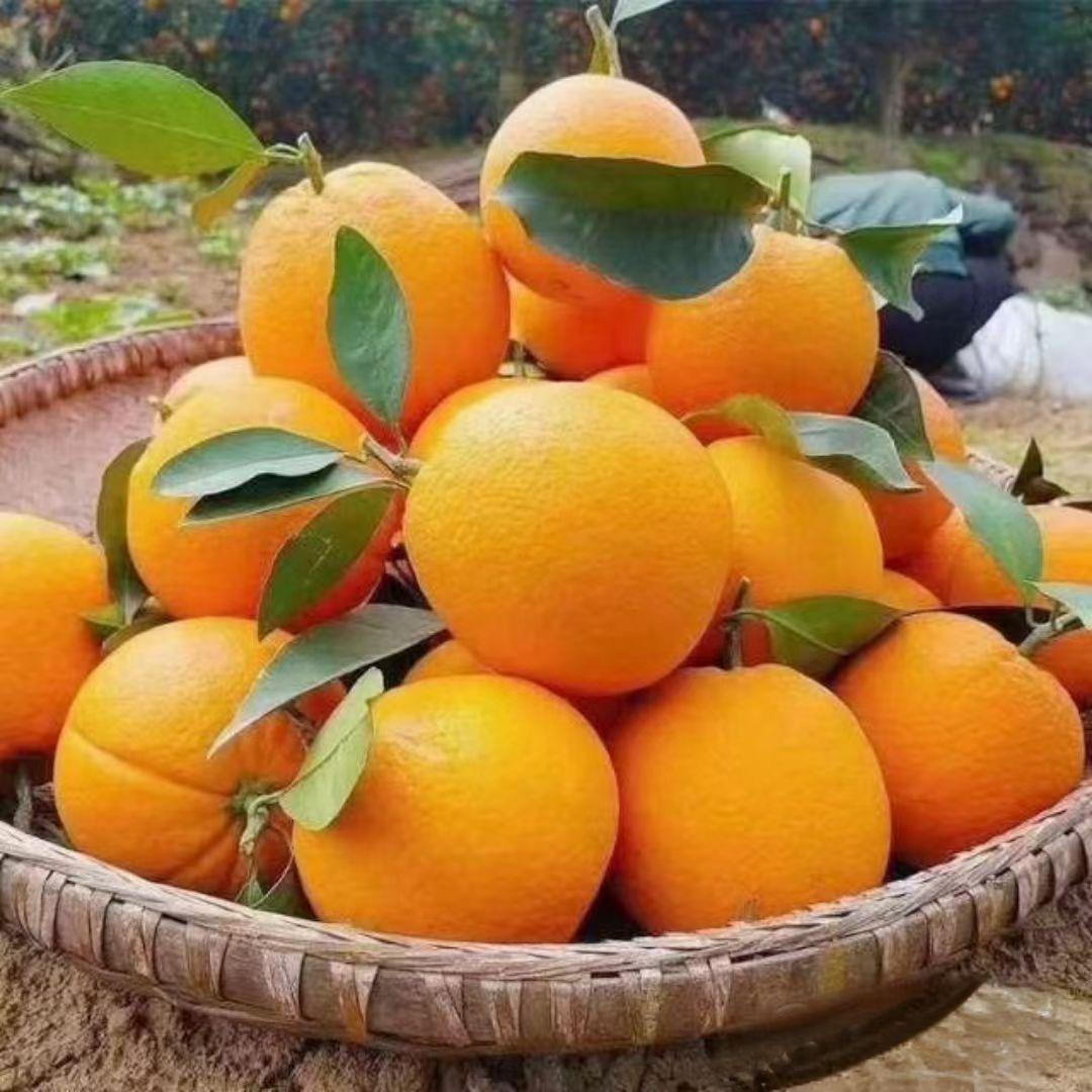赣南脐橙🍊
