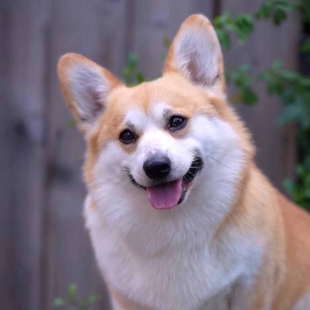 辛普森柯基犬舍CKU