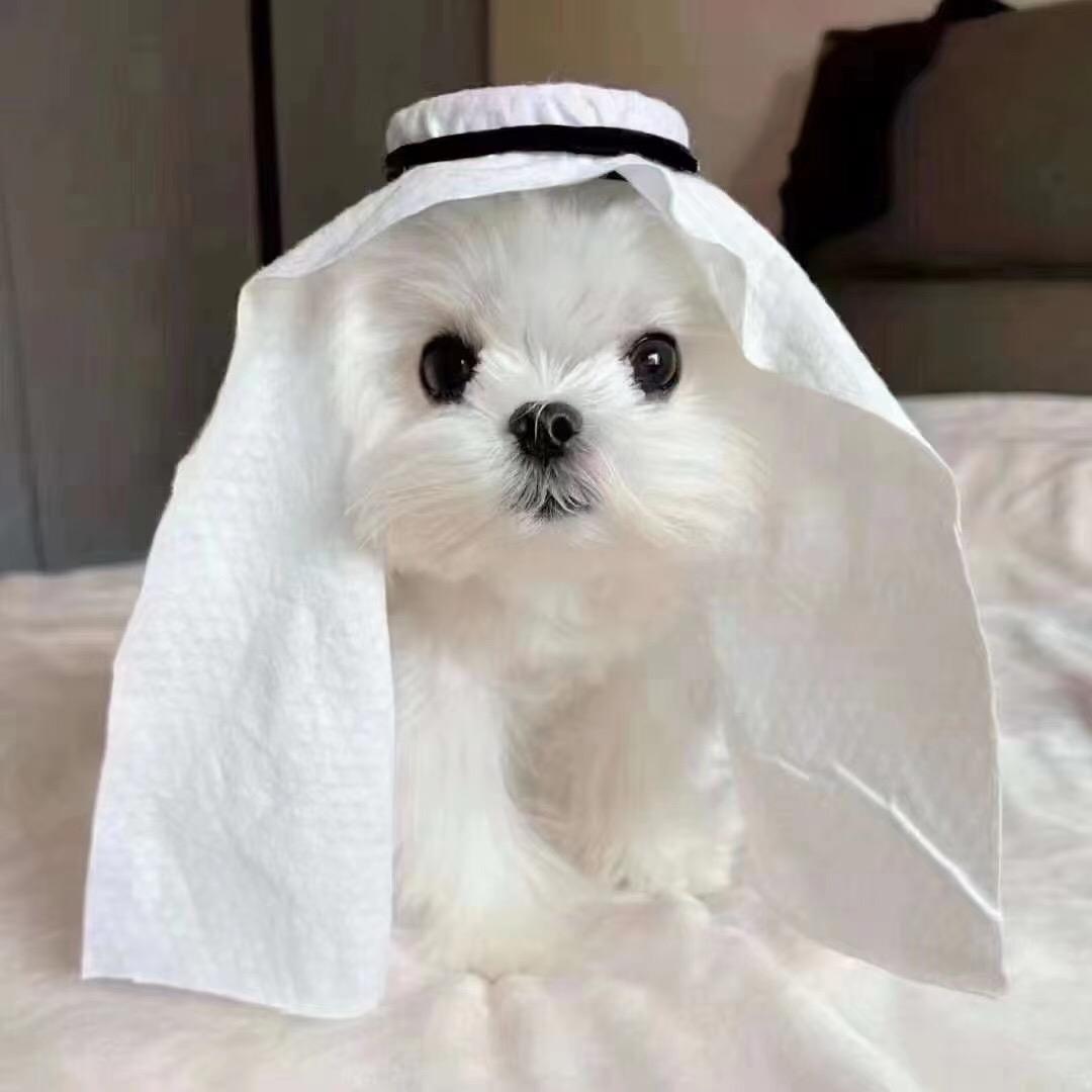 打不s你