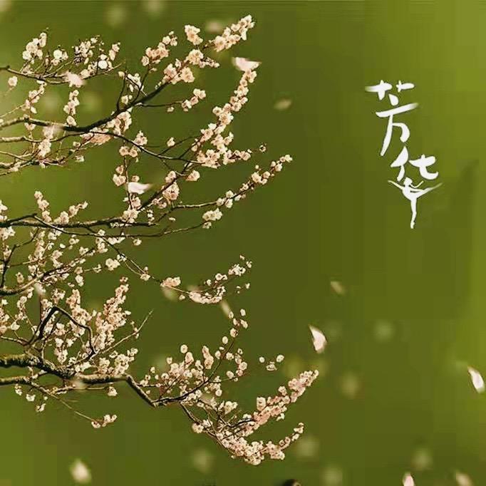 惜子国风·（现货号）