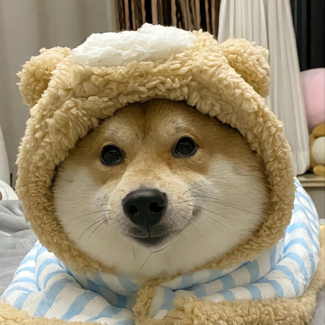 阿辉淘田园犬 （代淘）