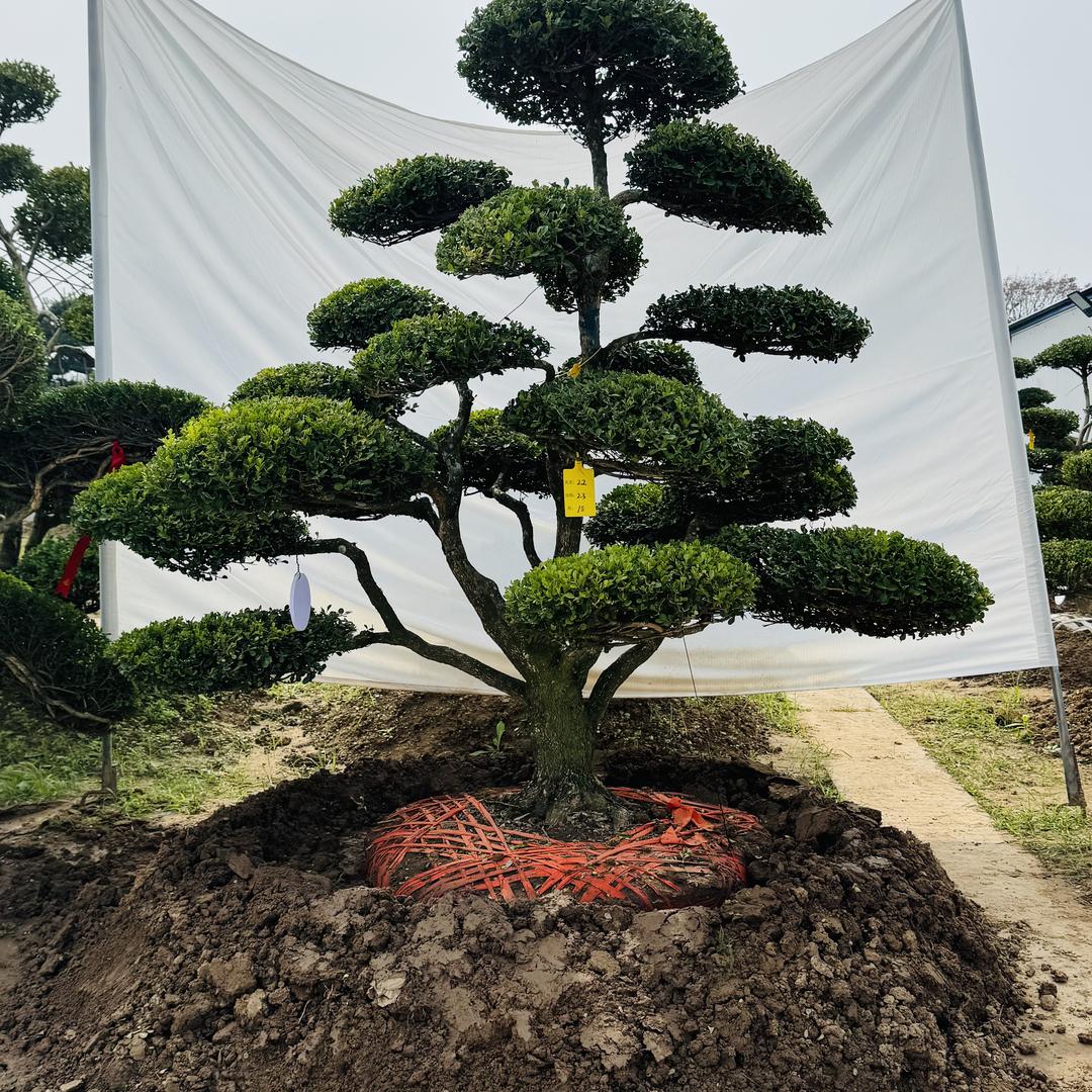 静芯黄杨造型景观树