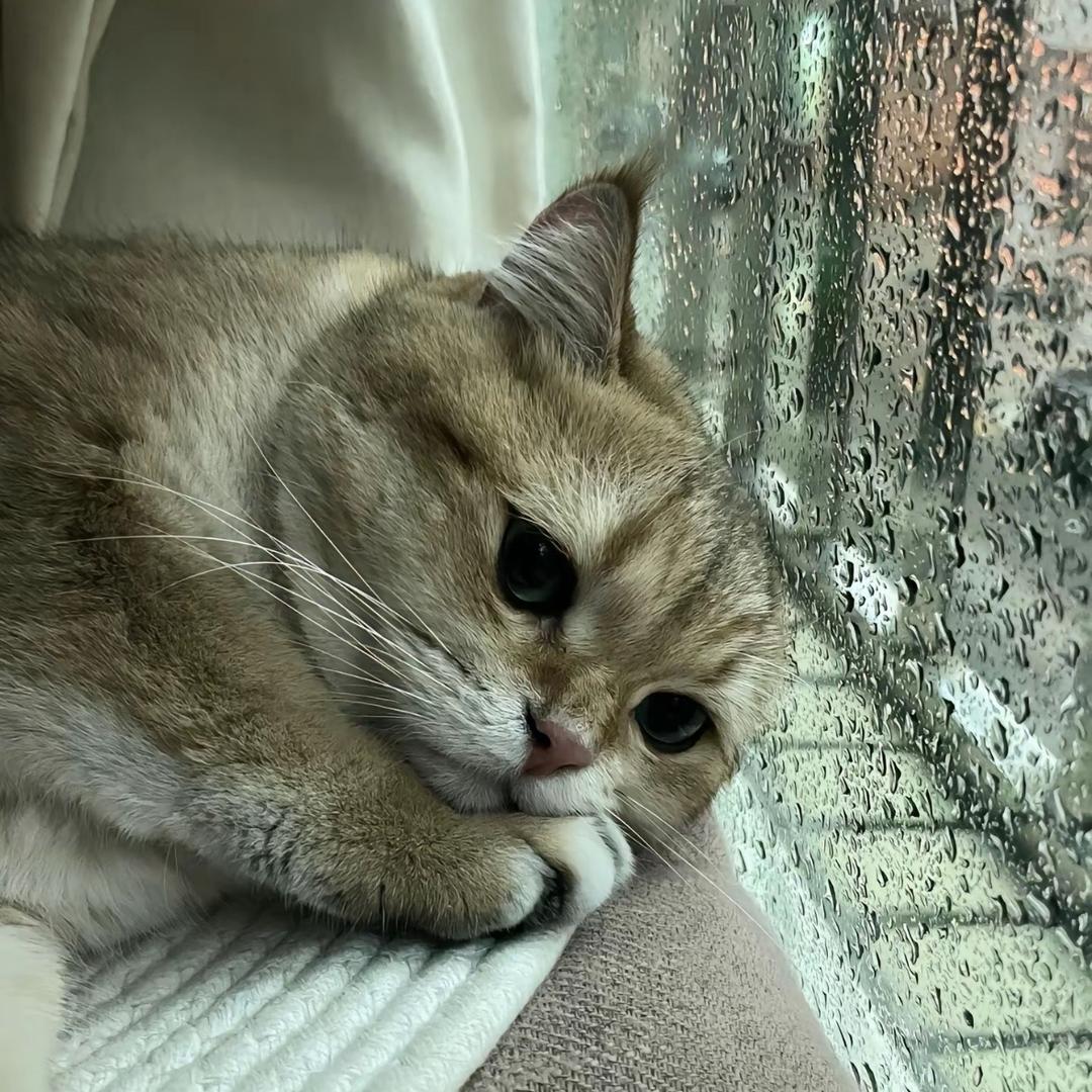 喵徐坤