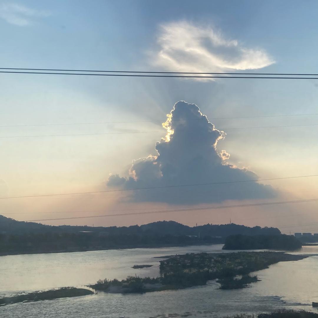 仙人掌🌵
