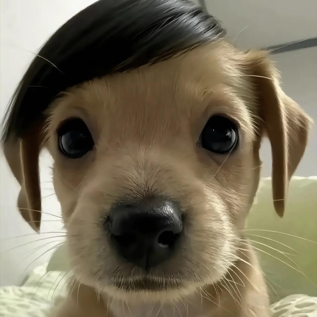 o泡果奶‘