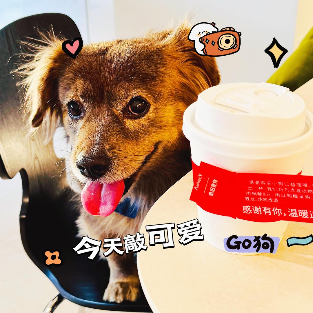 七条姐妹🐶🐱头像