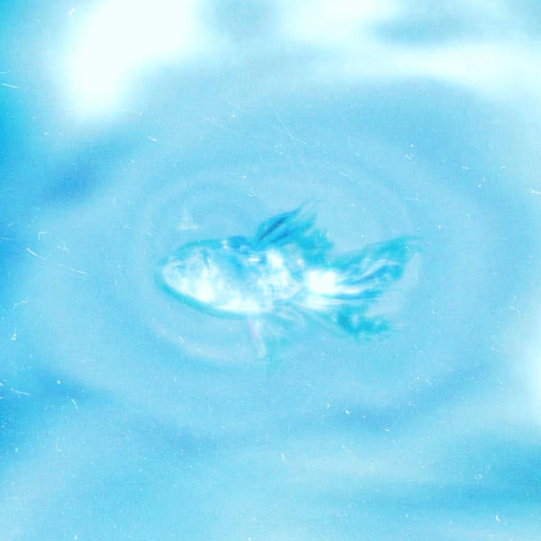小魚🐟