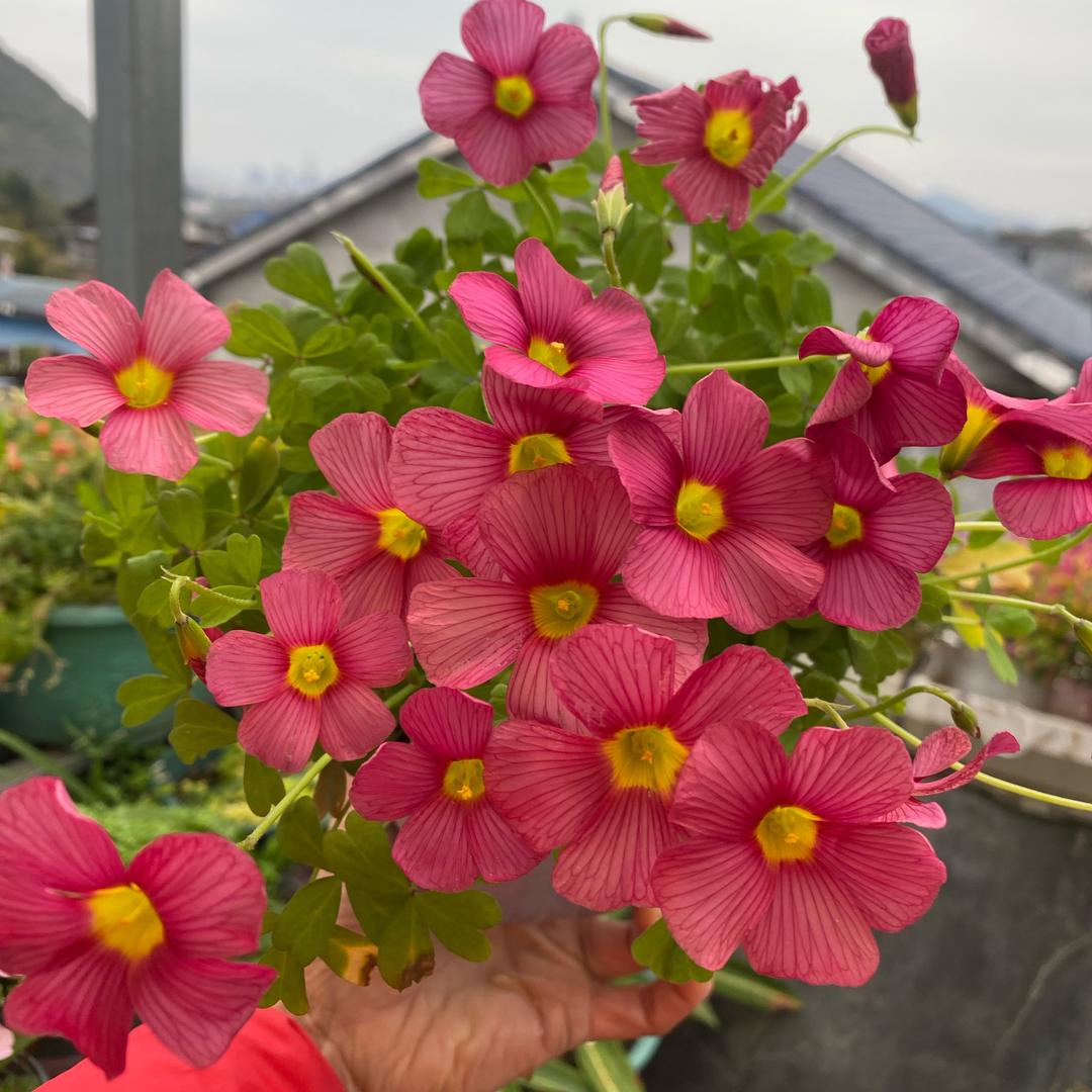 琳琳花园