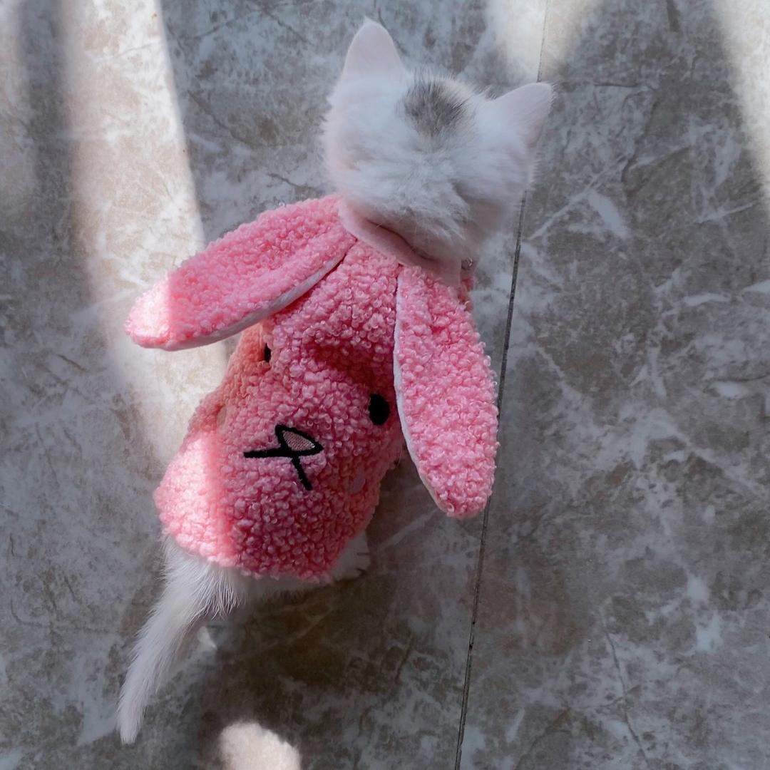 阿靓的缅因猫舍